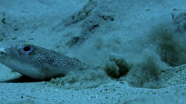 Drift Fish смотреть онлайн
