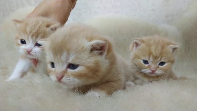 Шотландские котята. Д.р. 03/10/2020 #котята #шотландские #породистые #котики #котенок #куплюкотенка смотреть онлайн