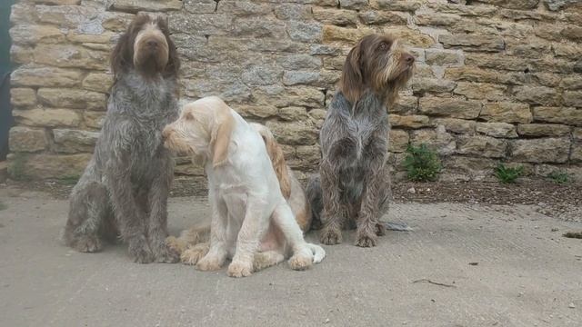 60 Second Portrait of Four Italian Spinone смотреть онлайн