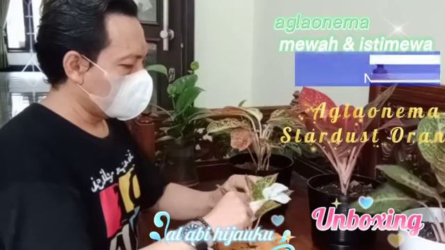 #unboxing #aglaonema #stardustorange #hitsdanviral UNBOXING AGLAONEMA STARDUST ORANGE смотреть онлайн