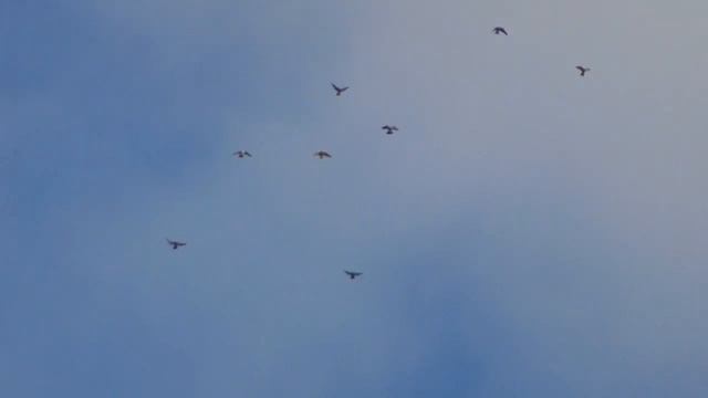 Полеты на Марганецком голубедроме 10 05 22г смотреть онлайн