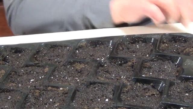 Сеем семена баклажанов. смотреть онлайн