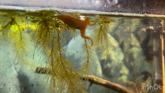 Гименохирус в аквариуме. Лягушка карликовая водная (Hymenochirus boettgeri) смотреть онлайн
