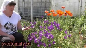 Колокольчик средний:  кратко о выращивании