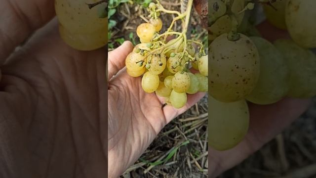 Кишмиш Рататуй. смотреть онлайн