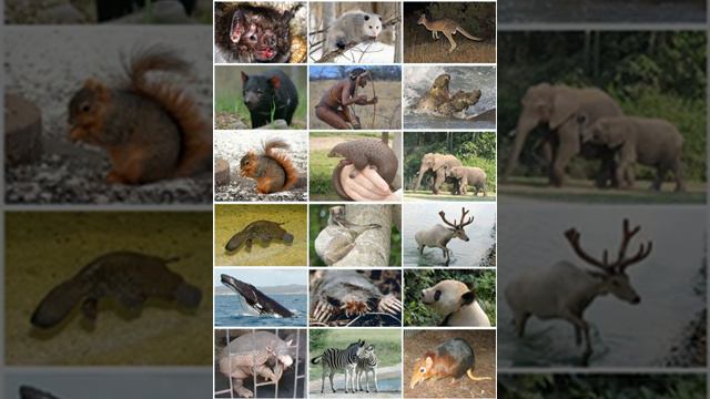 Mammal | Wikipedia Audio Article