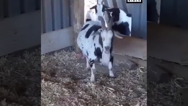 новогодние гости :) смотреть онлайн