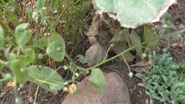 Мой сад - Горянка смотреть онлайн