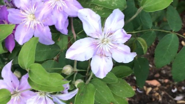 Clématite ''Clematis viticella Justa' Métamorphose colorée смотреть онлайн