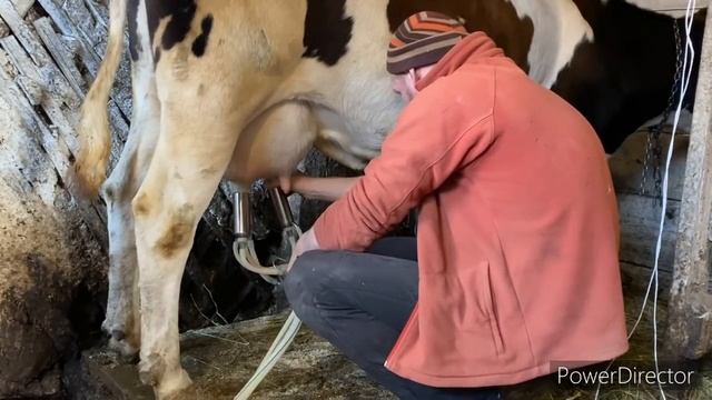 УТРО НА ФЕРМЕ 7 КОРОВ 10 КОЗ 100 УТОК 120 КУР смотреть онлайн