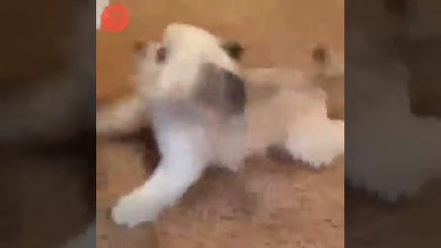 Милая собачка смотреть онлайн