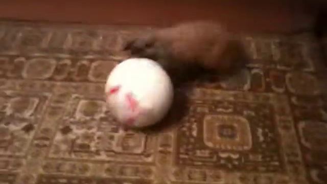 кролик и мяч смотреть онлайн