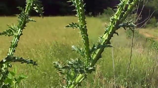 Powder puff flowers смотреть онлайн