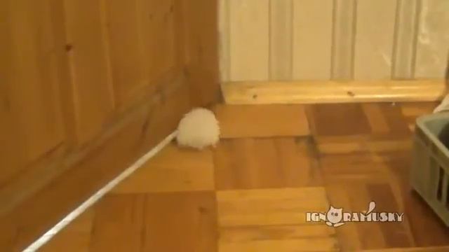 хомяк проходит сквозь стены смотреть онлайн