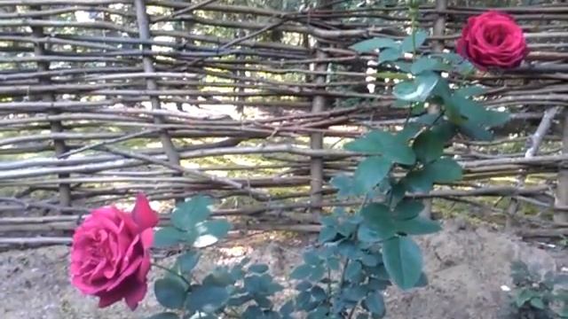 Две розы. смотреть онлайн