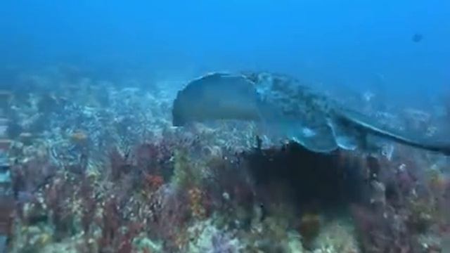 Diving Protea Banks - Marble Ray смотреть онлайн