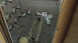 БАКИНСКИЕ ПЛЕМЕННЫЕ ГОЛУБИ Александра(Афганца)