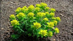 Неприхотливые многолетники садовые посади и забыл. Часть2