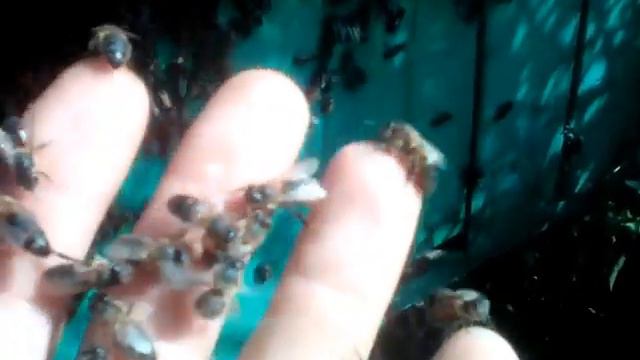 Пчёлы! Пересаженный рой с ловушки. смотреть онлайн