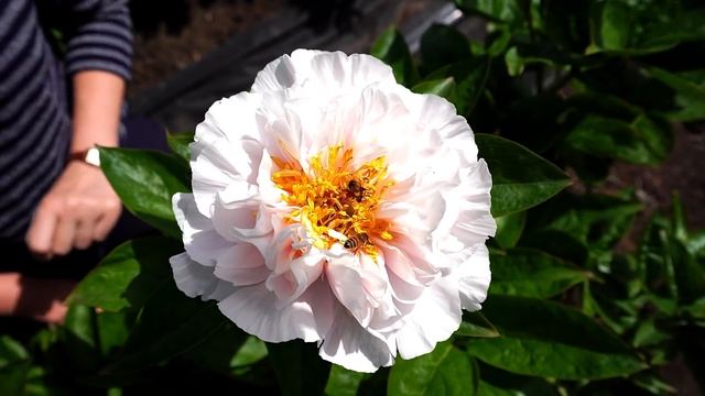 Нежный сливочно-розовый пион BLUSHING PRINCESS / Сад Ворошиловой смотреть онлайн