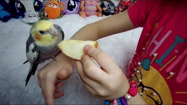 Диана и большой попугай История для детей| Di Di Girl Kids TV 0+ смотреть онлайн