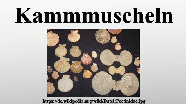 Kammmuscheln смотреть онлайн