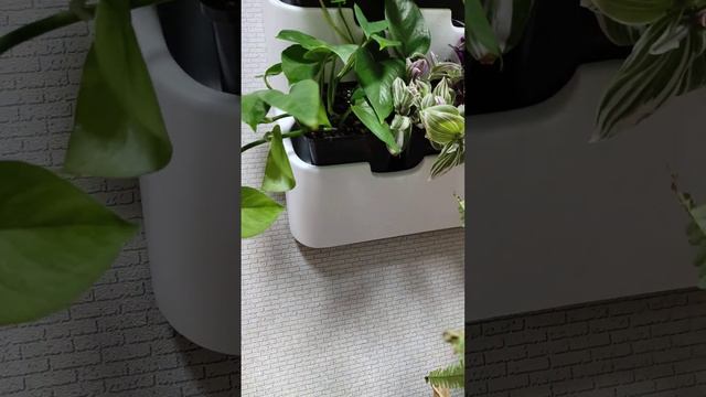 Аспарагус, асплениум, папоротник в кокедаме 😜, фитостена, цветочные горшки и тарелки. 15.01.2024г. смотреть онлайн