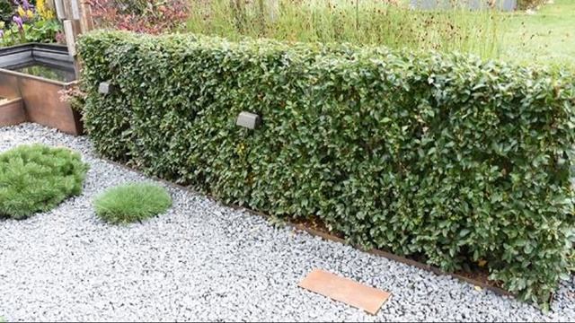 Красивые и быстрорастущие кустарники для живой изгороди. смотреть онлайн