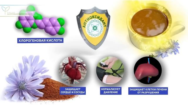 Что произойдет, если пить цикорий каждый день. Как проверить качество цикория дома? смотреть онлайн