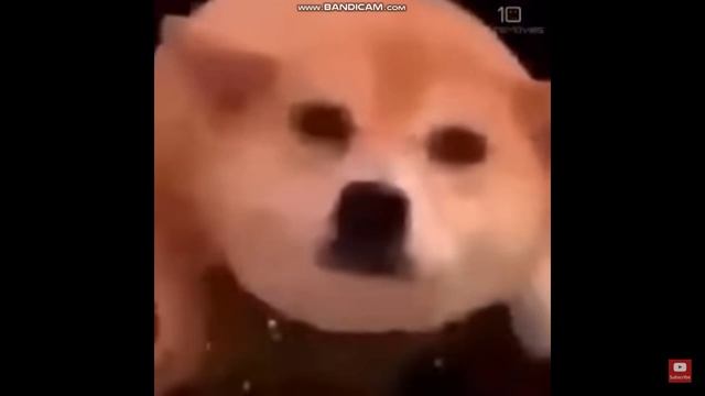 Space Doggo. смотреть онлайн