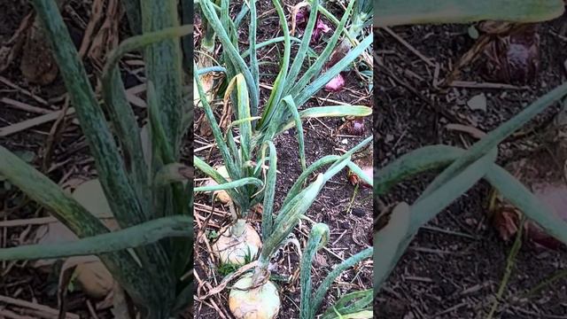 Easy growing organic red onions смотреть онлайн