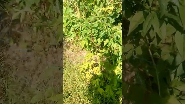Летний обзор на пассифлору инкарната , Эдулис , гранадилла смотреть онлайн