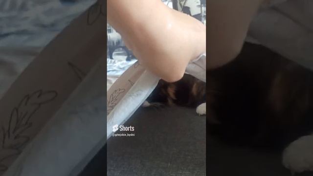 Банда в действии #shorts