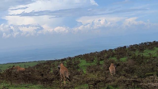 Its a Giraffe not Zebra | Serengeti National Park | African Safari game drives | Day 1 #wildlife смотреть онлайн