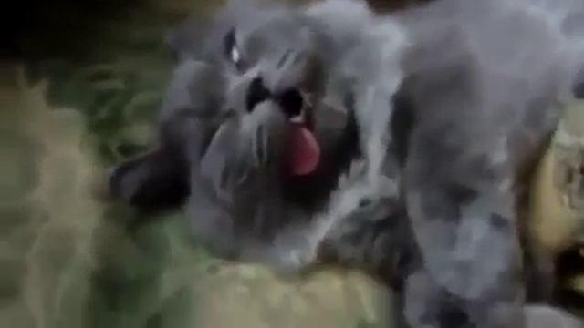 Осторожно, ПЬЯНЫЕ КОТИКИ! ПОПРОБУЙТЕ НЕ ЗАСМЕЯТЬСЯ и НЕ ПОДПЕВАТЬ!!! / Funny and сute cats смотреть онлайн