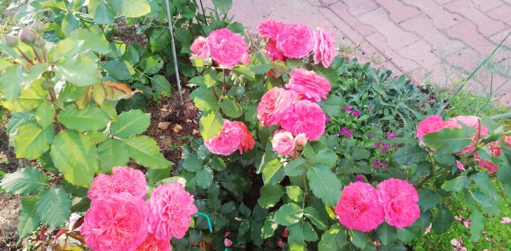 КАКИЕ РОЗЫ ЗИМУЮТ БЕЗ УКРЫТИЯ смотреть онлайн