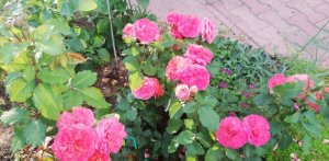 КАКИЕ РОЗЫ ЗИМУЮТ БЕЗ УКРЫТИЯ