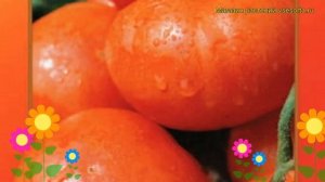 Томат Волгоградский 5/95. Краткий обзор, описание характеристик solánum lycopérsicum