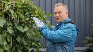 Как формировать шелковицу? Секреты обрезки плакучей шелковицы от нашего эксперта.