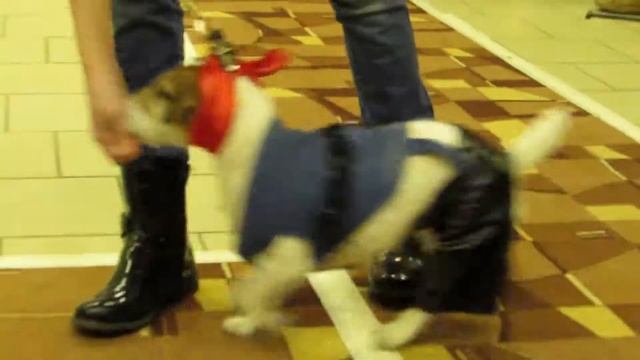 Копия видео "Костюмированное шоу на выставке собак "Великие Луки-2016"" смотреть онлайн