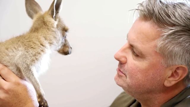 Pulling a Calf To Help Cow Give Birth ?❤️ A Country Vet Practice E4 | Bondi Vet смотреть онлайн