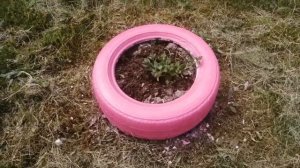 Покрасила покрышки для тайдалов, петунии???