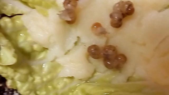 Улиткам 5 дней отроду. Кушают картофель пюре смотреть онлайн