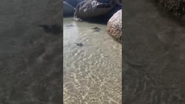 Penguins of South Africa/Пингвины ЮАР смотреть онлайн