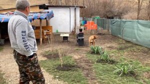 #391 Выгодно ли разводить породистых кур? Сколько мы заработали за месяц?