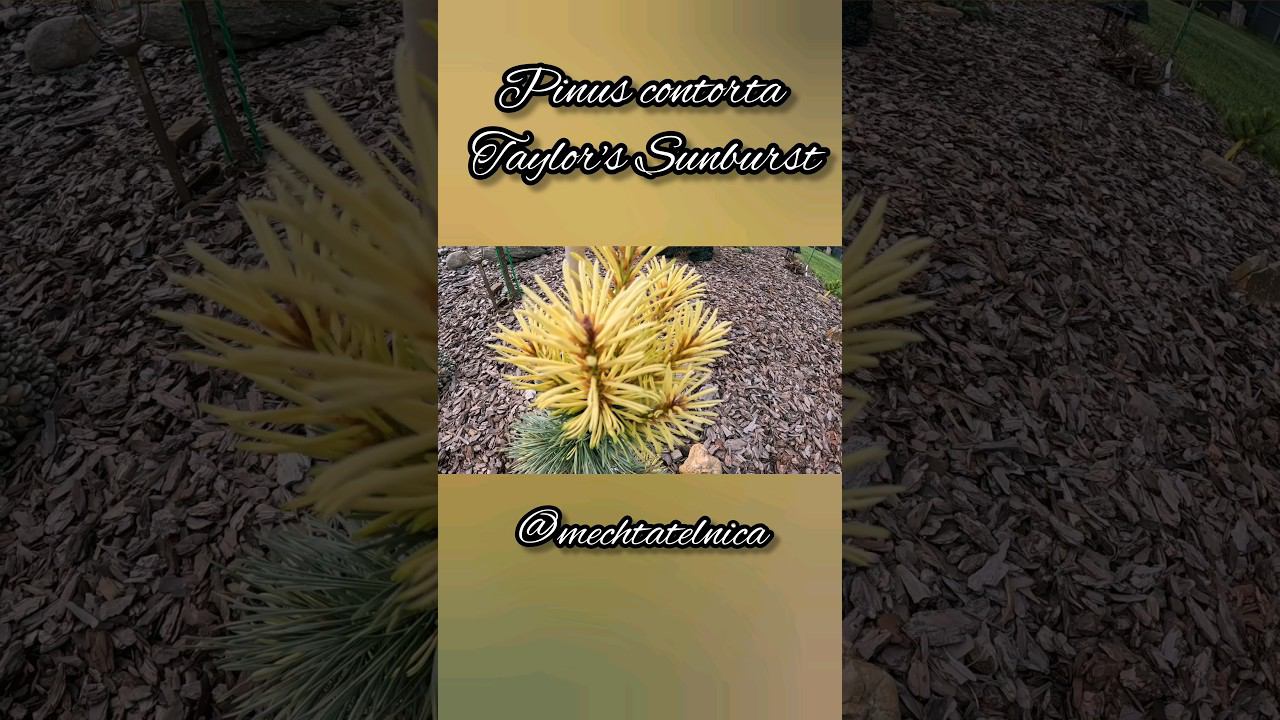 Pinus contorta Taylor's SunburstСосна скрученная Тейлорс Санберст #PinuscontortaTaylor'sSunburst смотреть онлайн