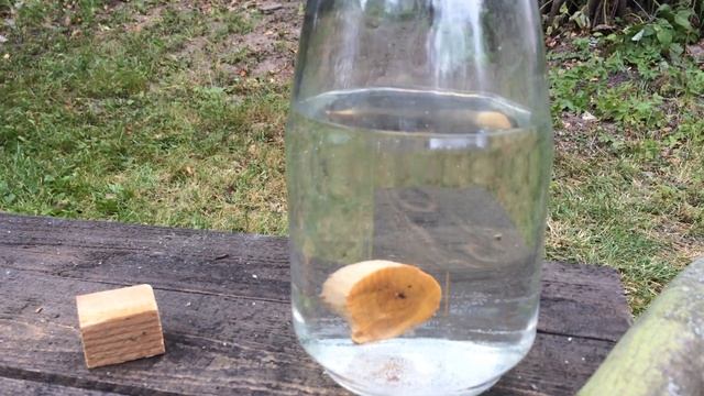 Ирга и сосна в воде. смотреть онлайн
