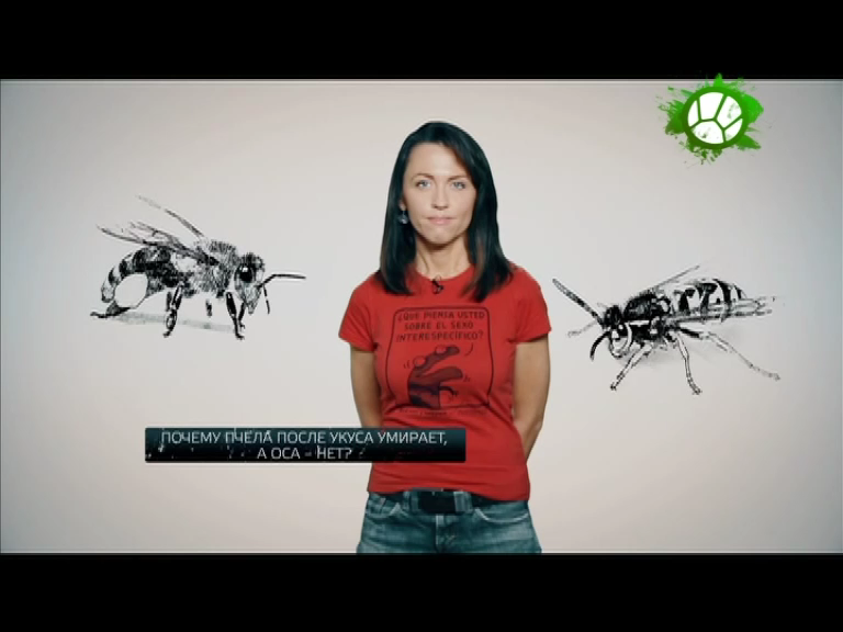 Почему пчела после укуса умирает, а оса - нет? смотреть онлайн
