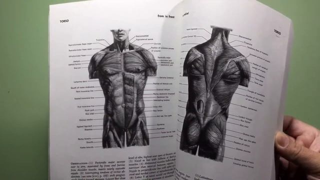 Atlas of Human Anatomy for the Artist - Stephen Rogers Peck смотреть онлайн