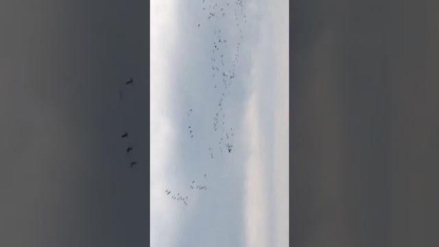 Большая стая журавлей смотреть онлайн